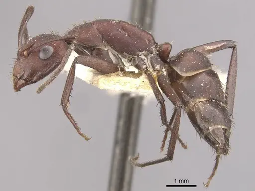 Camponotus leydigi - CASENT0910625