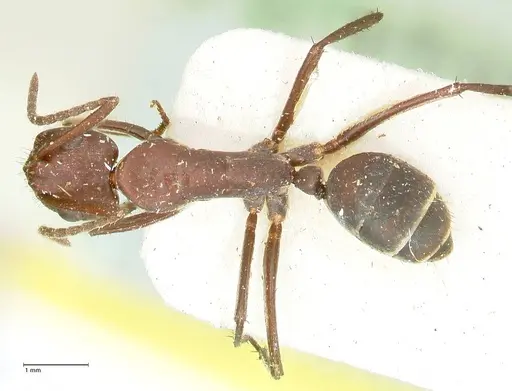 Camponotus leydigi - FOCOL2352