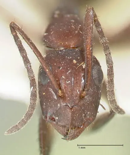 Camponotus leydigi - FOCOL2352