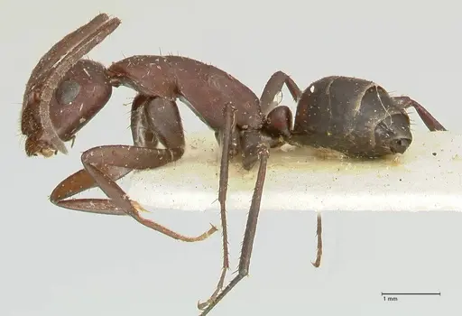 Camponotus leydigi - FOCOL2352