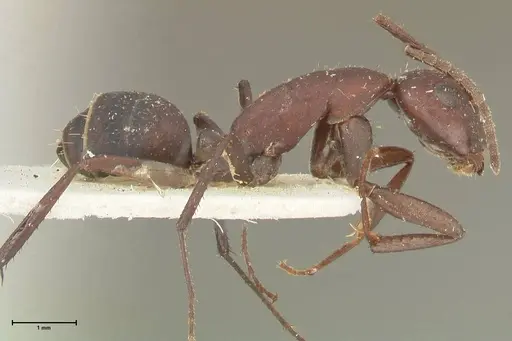 Camponotus leydigi - FOCOL2352