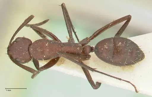 Camponotus leydigi - FOCOL2353