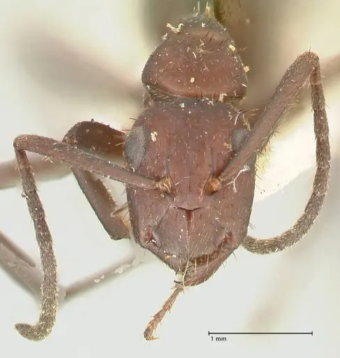 Camponotus leydigi - FOCOL2353