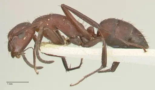 Camponotus leydigi - FOCOL2353