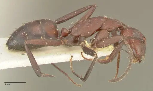 Camponotus leydigi - FOCOL2353