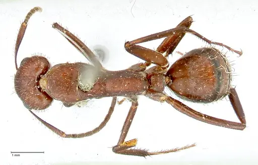 Camponotus leydigi - FOCOL2484