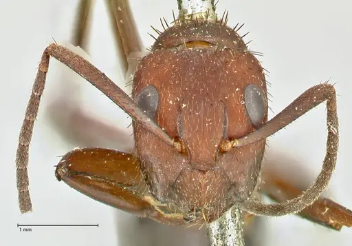 Camponotus leydigi - FOCOL2484