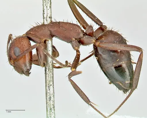 Camponotus leydigi - FOCOL2484