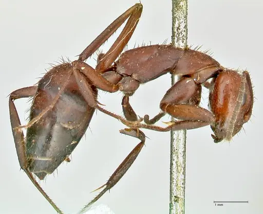 Camponotus leydigi - FOCOL2484