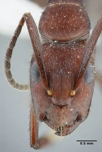 Camponotus leydigi - UFV-LABECOL-000078
