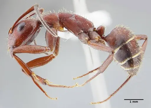 Camponotus leydigi - UFV-LABECOL-000078