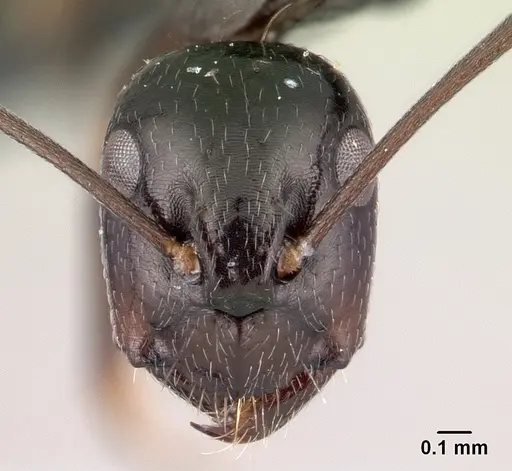 Camponotus liandia specimen