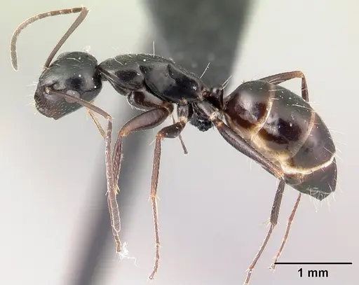 Camponotus liandia specimen