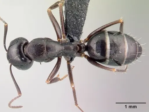Camponotus liandia - CASENT0050147