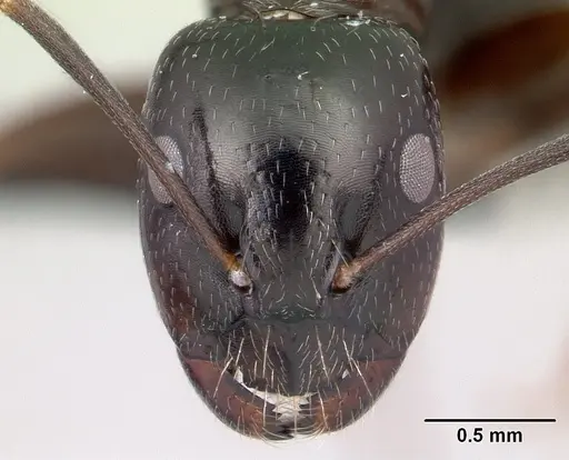 Camponotus liandia - CASENT0050147