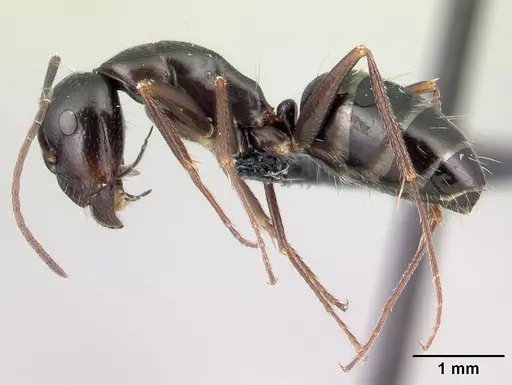 Camponotus liandia - CASENT0050147