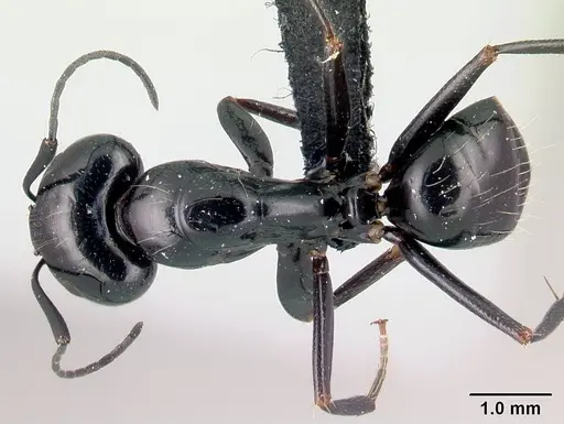 Camponotus liandia - CASENT0053952