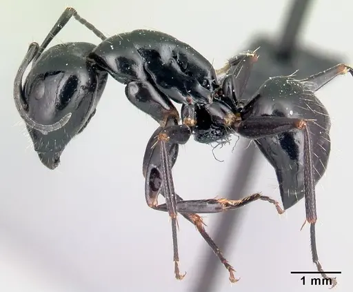 Camponotus liandia - CASENT0053952