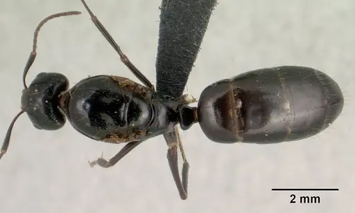 Camponotus liandia - CASENT0135747