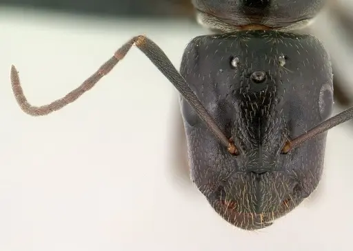 Camponotus liandia - CASENT0135747