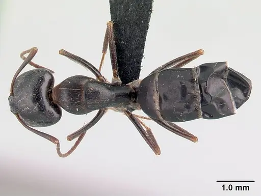 Camponotus liandia - CASENT0179440