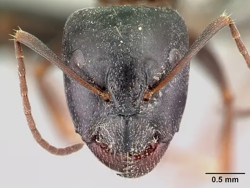 Camponotus liandia - CASENT0179440