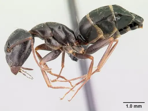 Camponotus liandia - CASENT0179440
