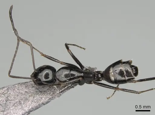 Camponotus liandia - CASENT0302427