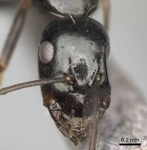 Camponotus liandia - CASENT0302427