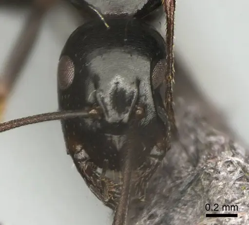 Camponotus liandia - CASENT0302427