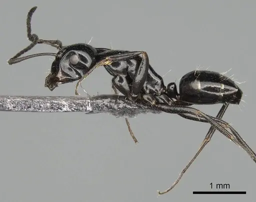 Camponotus liandia - CASENT0302427