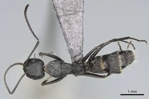 Camponotus liandia - CASENT0305951