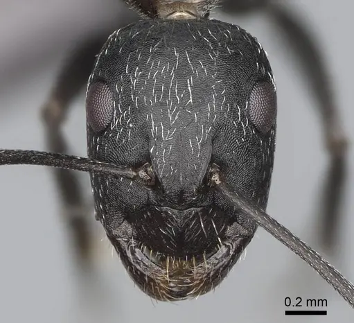 Camponotus liandia - CASENT0305951