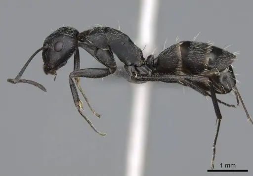 Camponotus liandia - CASENT0305951