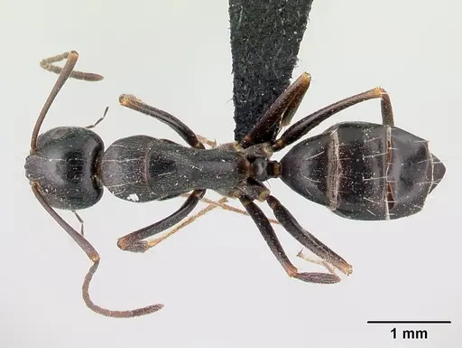 Camponotus liandia - CASENT0491145