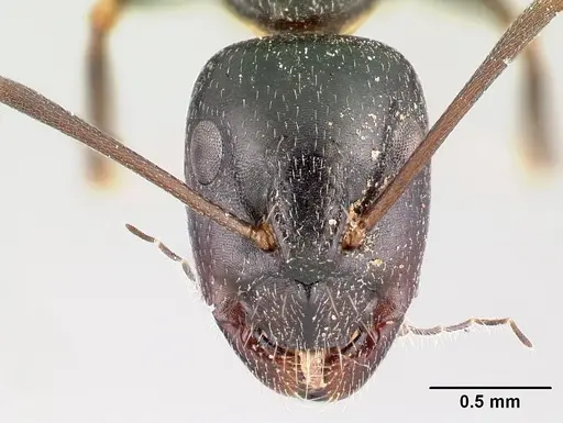 Camponotus liandia - CASENT0491145