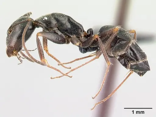 Camponotus liandia - CASENT0491145