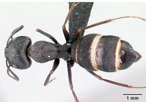 Camponotus liandia - CASENT0493932