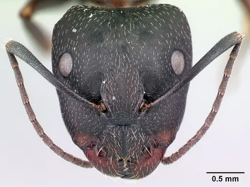 Camponotus liandia - CASENT0493932