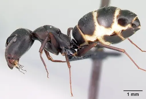 Camponotus liandia - CASENT0493932