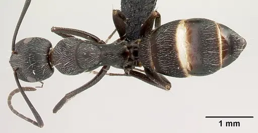 Camponotus liandia - CASENT0493935