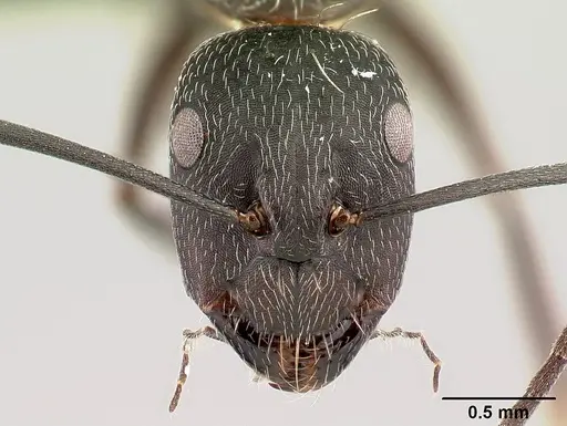 Camponotus liandia - CASENT0493935