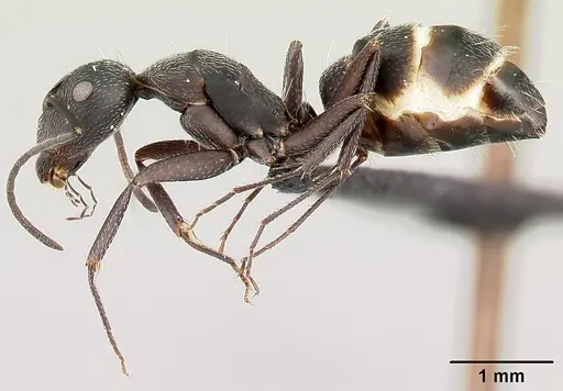 Camponotus liandia - CASENT0493935