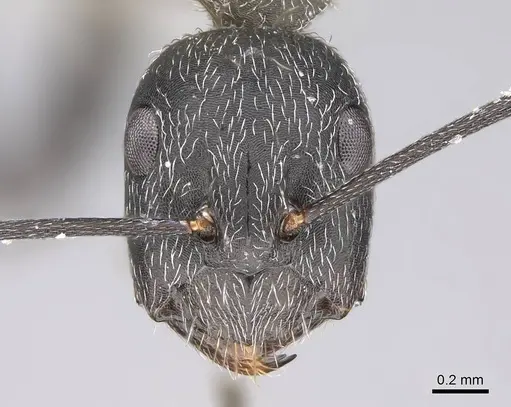 Camponotus liandia - CASENT0803903