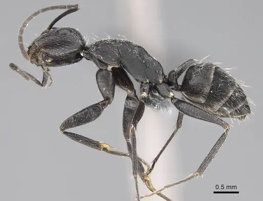 Camponotus liandia - CASENT0803903