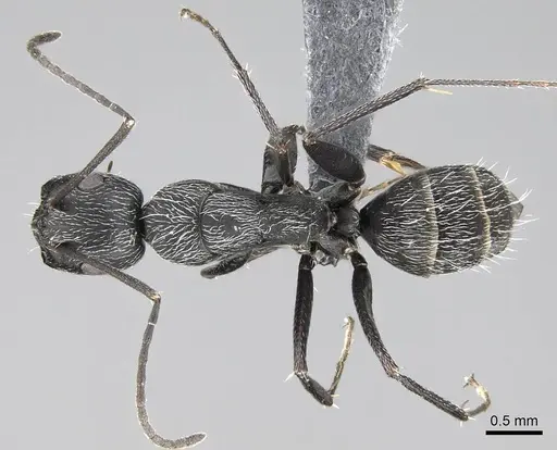 Camponotus liandia - CASENT0803904