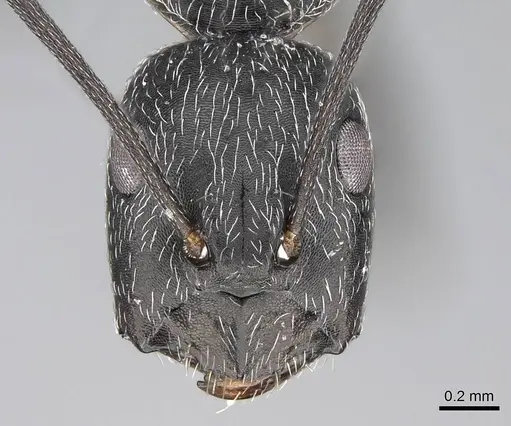 Camponotus liandia - CASENT0803904