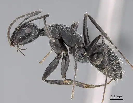 Camponotus liandia - CASENT0803904