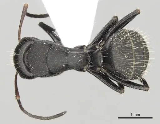 Camponotus libanicus specimen