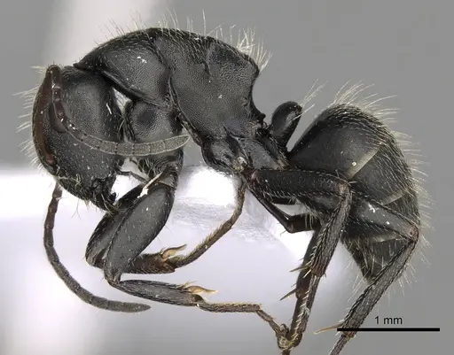 Camponotus libanicus specimen